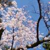 松本城 桜開花時期 ２０２２年は？
