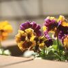 オダマキ植え替え