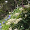 ６月１６日（日）　楊谷寺に紫陽花を観に行く