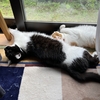 縁側で爆睡💤　猫ちゃん姉妹🐱🐱