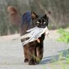 動物の種類によって食べることができるかどうか！