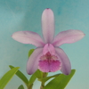 Cattleya intermedia x sib.(aquinii coerulea select x coerulea `Blue Zoisite') 