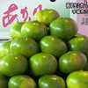 極早生ミカン「肥のあかり」初出荷【熊本】    