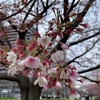 🌸早咲きの桜を眺めてきましたよ( ´ ▽ ` )ﾉ