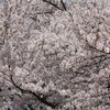 舞鶴山の桜は満開です