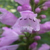 【植物の実の写真】ハナトラノオ；　シソ科 Physostegia virginiana: Lamiaceae