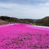 芝桜