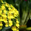 オンシジウム（Oncidium）は、ラン科に属する植物の一属で、一般に「オンシジューム」とも呼ばれます。