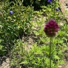 アリウム・ロツンダム・・咲き始めました