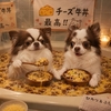晩ご飯をあまり食べられなかった昨日💦