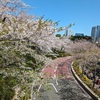 毎年恒例の六本木の桜でお花見、今年はお弁当も食べてきました！