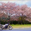 桜の咲く頃、またここで・・・・・・