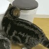 穴があったら入りたい！箱があったら入りたい！なぜなら・・・猫だものっ！ｗ（猫GIF画像）