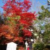 15th京都紅葉の旅2022　～清凉寺（嵯峨釈迦堂）の紅葉～