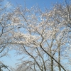  満開の桜 in 三島