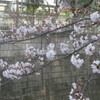 寒いが桜は咲く