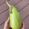 夏野菜を畑に直接種まきして収穫できるかチャレンジした結果発表【自然農の家庭菜園】