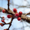 アンズの花、定点観測