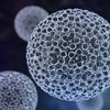 Các loại Papillomavirus ở người (HPV)  tác động đến cơ thể thế nào?