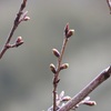 桜の花芽