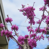 26, 05. 2020　花蘇芳開花