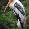 Painted Stork インドトキコウ（インドの鳥その151）