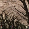 府中の桜通り〜桜舞い散る桜のトンネル〜