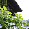 【鎌倉いいね】今日は蒸し暑い建長寺。６月の花々。