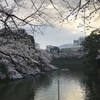 【東京散策】千鳥ヶ淵の桜。今、見頃です。(2019/3/31)