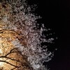 💮夜桜💮〜因縁の地で😨