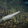 ポリプテルス・オルナティピンニス Polypterus prnatipinnis