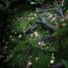 植物に心はあるか（最終回）　～　植物もインターネットをもっている？