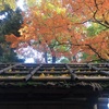 荻窪の大田黒公園の紅葉で癒される