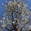 厚木さつき公園のベニバスモモ