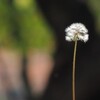 頑固な人と芯が強い人の決定的な差