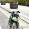 いろいろ芽が出てきた、愛犬は散歩を再開したし春ですね