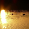瓢箪池の鴨