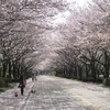 柏の葉公園の桜