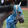 【門別競馬（ホッカイドウ競馬）】の面白い名前の競走馬16頭を紹介！《令和7年3月19日更新》