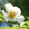 播州、沙羅の花めぐり