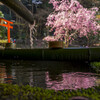 日向大神宮に桜咲く