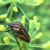 2019アカスジカメムシアナログ除去