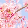  【家計簿】満開の桜を楽しみに待っています