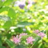 梅雨の花