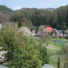 埴原城　八重紅枝垂れ桜（平安紅枝垂れ桜）（過去の日記記事）