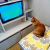 『ネコ』テレビに釘付けなネコちゃん