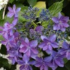 紫の紫陽花