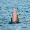 今日のX-T5『ニタリクジラの撮影』