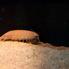 オオグソクムシ Bathynomus doederleinii