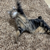 猫パンチって何キロ出てるんだろうねぇ🤔🤔